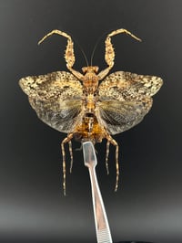 Image 1 of #116 Theopompa Servillei (Bark Mantis, Female)