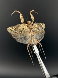 Image 2 of #116 Theopompa Servillei (Bark Mantis, Female)