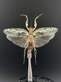 Image 1 of #116 Theopompa Servillei (Bark Mantis, Male)