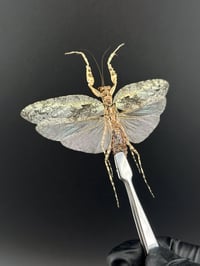 Image 2 of #116 Theopompa Servillei (Bark Mantis, Male)