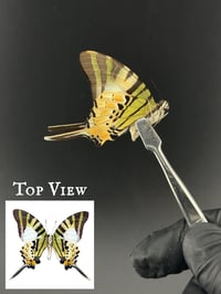 #120 Graphium Antiphates (Five-Bar Swordtail)