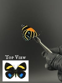 #122 Callicore Lyca (Aegina Numberwing Butterfly)