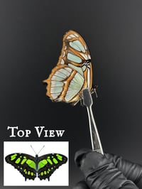 #127 Siproeta Stelenes (Malachite Butterfly)