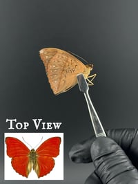 #130 Cymothoe Sangaris (Blood Red Glider Butterfly)