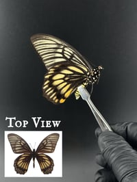 #131 Chilasa Veiovis (Ghost Swallowtail)