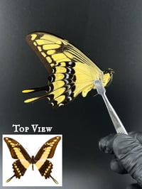 #132 Papilio Thoas (King Swallowtail)