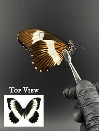 #133 Papilio Mechowianus (White Chain Swallowtail)