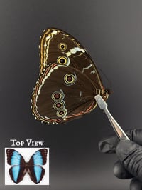 #134 Morpho Achilles (Achilles Morpho)