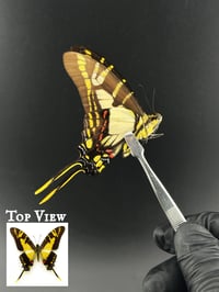 #136 Eurytides Thyastes (Orange Kite Swallowtail)