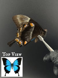 #138 Papilio Ulysses (Ulysses Swallowtail)