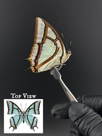 #140 Polyura Narcaeus (China Nawab)