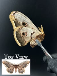#148 Saturnia Pyri (Giant Peacock Moth)