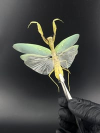 Image 1 of #155 Hierodiulla Patellifera (Green Shield Mantis)