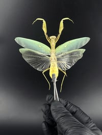 Image 2 of #155 Hierodiulla Patellifera (Green Shield Mantis)