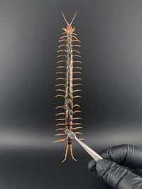 #160 Scolopendra Morsitans (Red-Headed Centipede)