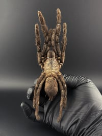 Image 1 of #161 Haplopelma Lividium (Cobalt Tarantula)