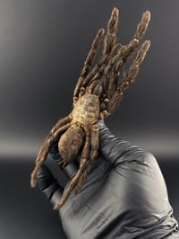 Image 2 of #161 Haplopelma Lividium (Cobalt Tarantula)
