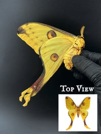 #162 Argema Mittrei (Comet Moth, Female)