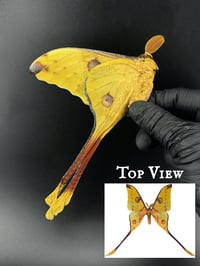 #162 Argema Mittrei (Comet Moth, Male)