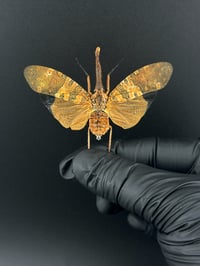 #163 Pyrops Candelaria (Longan Lanternfly)