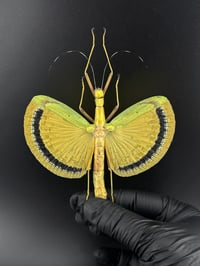 #164 Tagesoidea Nigrofasciata (Yellow Umbrella Stick Insect)