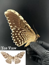 #167 Thysania Agrippina (White Witch Moth)