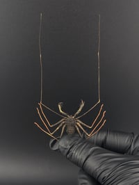 Image 1 of #168 Amblypygi Sp. (Tailless Whip Scorpion)