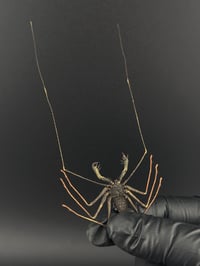 Image 2 of #168 Amblypygi Sp. (Tailless Whip Scorpion)