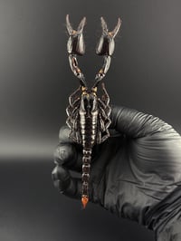 Image 1 of #169 Heterometrus Cyaneus (Blue Forest Scorpion)