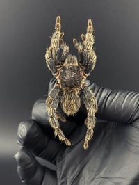 Image 1 of #170 Hapalotremus Carabaya (Peruvian Bird Eating Tarantula)
