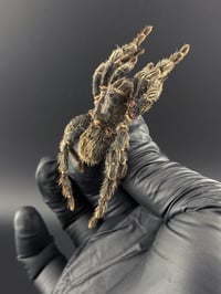 Image 2 of #170 Hapalotremus Carabaya (Peruvian Bird Eating Tarantula)