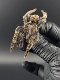 Image 3 of #170 Hapalotremus Carabaya (Peruvian Bird Eating Tarantula)