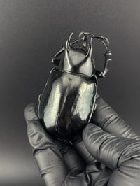 Image 1 of #173 Chalcosoma Caucasus (Caucasus Beetle)
