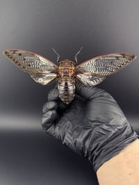 Image 1 of #174 Megapomponia Merula (Empress Cicada)