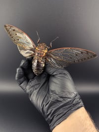 Image 2 of #174 Megapomponia Merula (Empress Cicada)