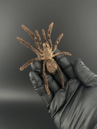 Image 1 of #175 Eurupelma Spinicrus (Cocoa Tarantula)
