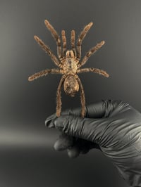 Image 2 of #175 Eurupelma Spinicrus (Cocoa Tarantula)