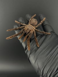 Image 3 of #175 Eurupelma Spinicrus (Cocoa Tarantula)