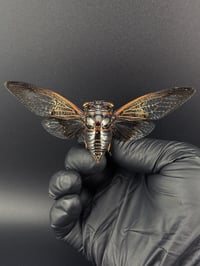 Image 1 of #178 Cryptotypmana Acuta (Black Clearwing Cicada)