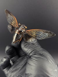 Image 2 of #178 Cryptotypmana Acuta (Black Clearwing Cicada)