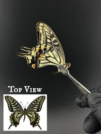 #179 Papilio Xuthus (Chinese Swallowtail)