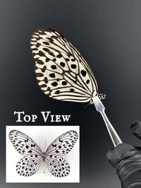#180 Idea Hypermnestra (Malayan Tree Nymph Butterfly)