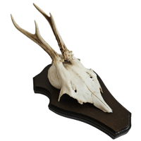 Image 1 of Vintage Wood Shield Roe Deer Antlers - A