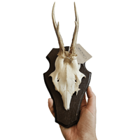 Image 2 of Vintage Wood Shield Roe Deer Antlers - A