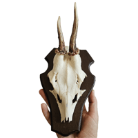 Image 2 of Vintage Wood Shield Roe Deer Antlers - B