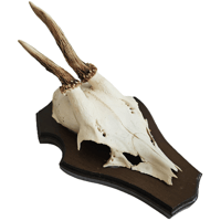 Image 1 of Vintage Wood Shield Roe Deer Antlers - B