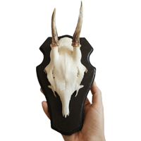 Image 2 of Vintage Wood Shield Roe Deer Antlers - C