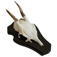 Image 1 of Vintage Wood Shield Roe Deer Antlers - C