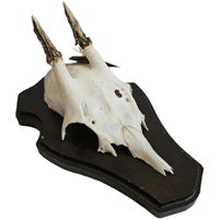 Image 1 of Vintage Wood Shield Roe Deer Antlers - D