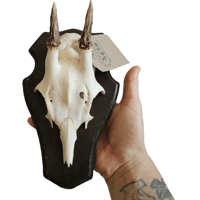 Image 2 of Vintage Wood Shield Roe Deer Antlers - D